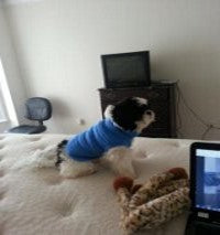 Dog Jacket
