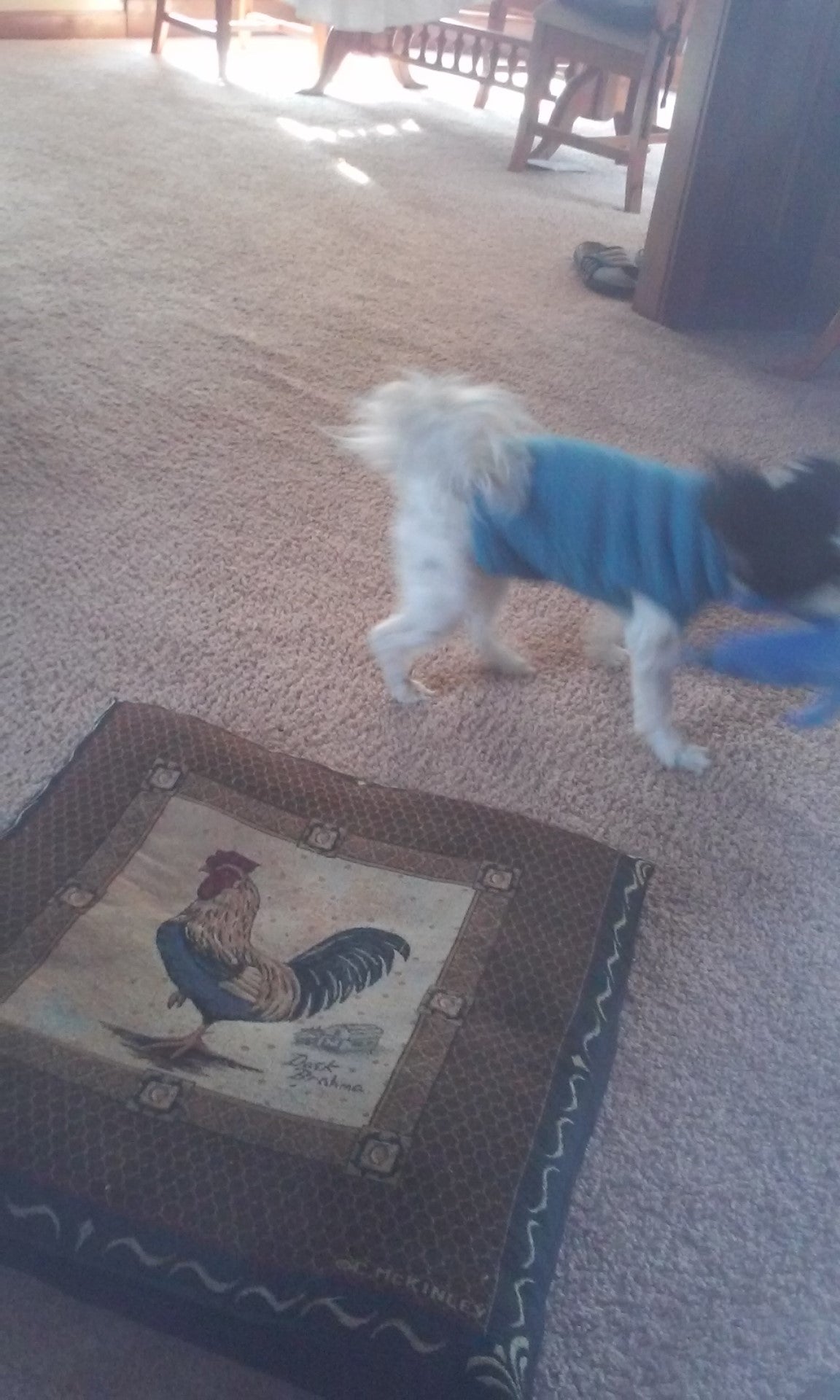 Dog Jacket